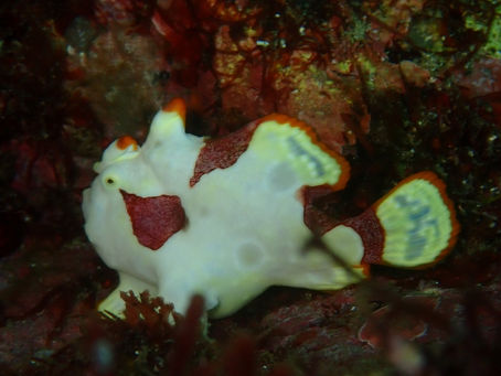 IOP海洋速報　2023/10/19（木）