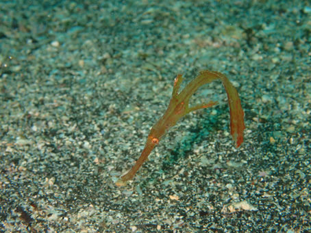 IOP海洋速報 2024/5/21(火)