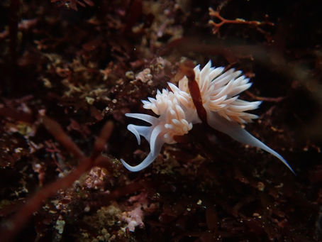 大瀬崎海洋速報 2023/2/7(火)