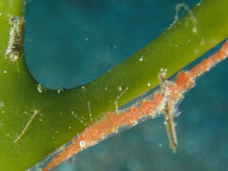 大瀬崎海洋速報 2023/6/6(火)