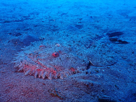 大瀬崎海洋速報 2024/2/24(土)