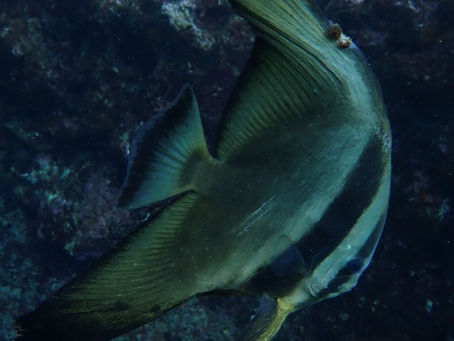 IOP海洋速報 2024/3/28(木)