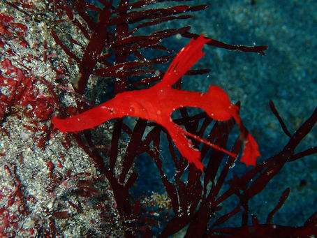 IOP海洋速報　2025/12/27（土）