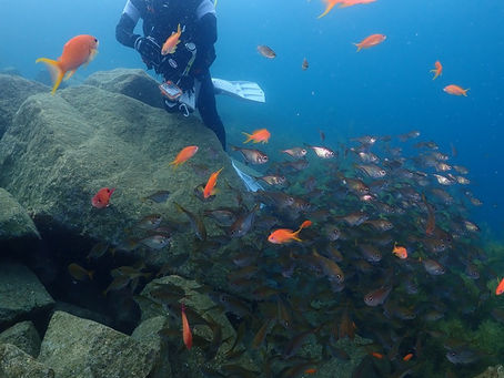 大瀬崎海洋速報 2025/6/26(木)