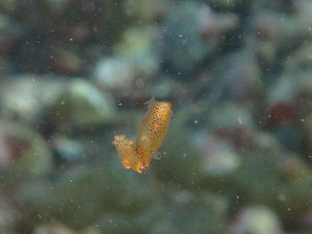 大瀬崎海洋速報 2023/2/22(水)