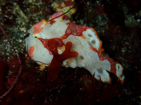 IOP海洋速報 2024/4/5(金)