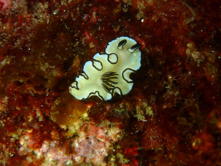 IOP海洋速報　2024/8/4（日）