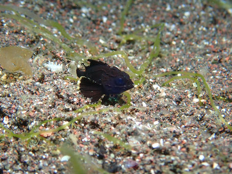 大瀬崎海洋速報 2023/3/15(水)