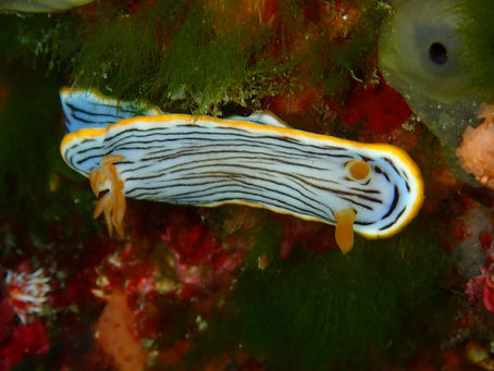 IOP海洋速報　2024/1/12（金）