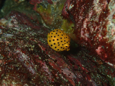 IOP海洋速報　2023/9/6（水）