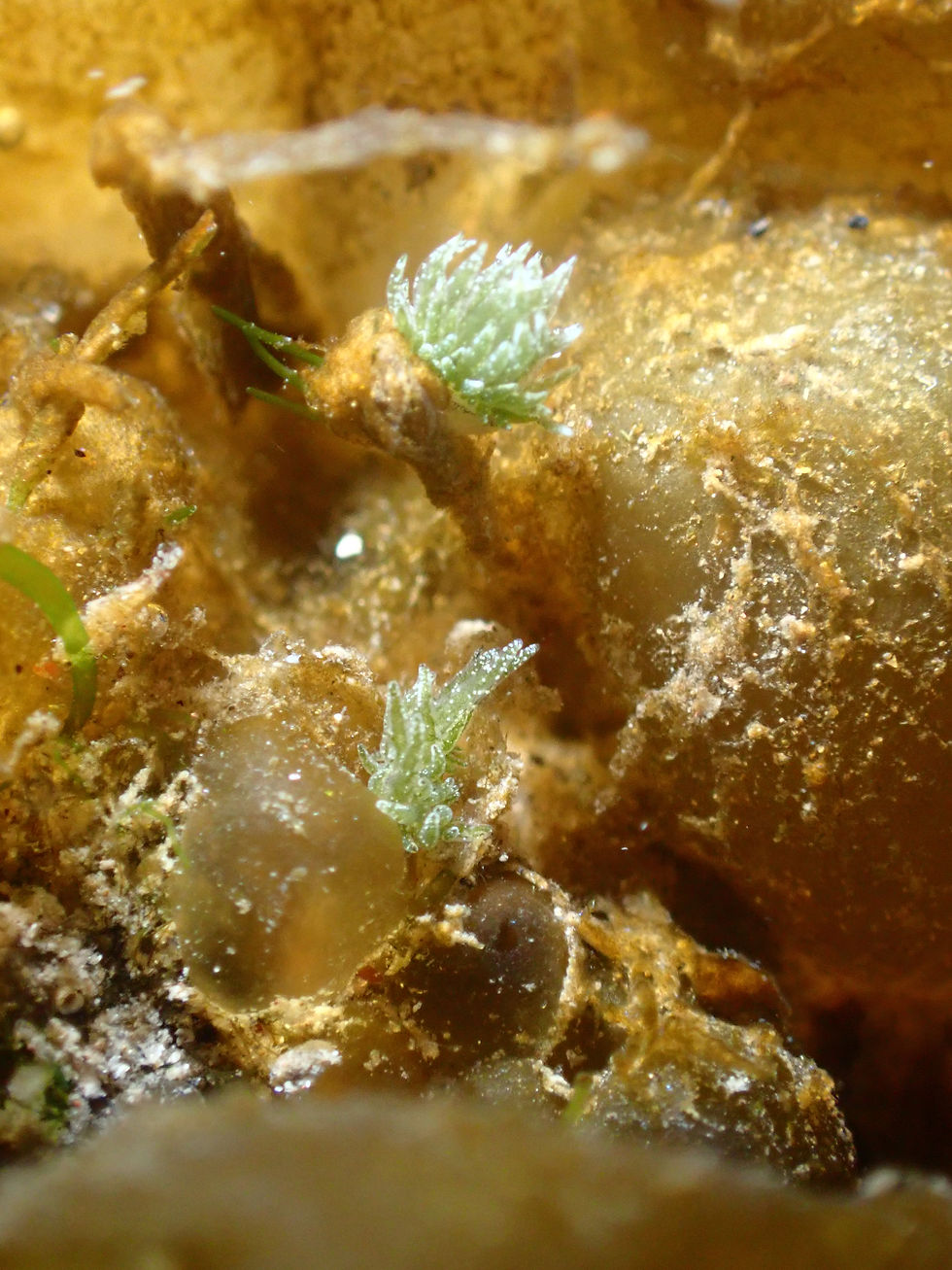 大瀬崎海洋速報 2026/1/25(日)