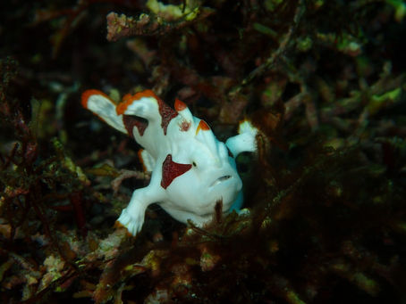 IOP海洋速報　2023/9/21（木）