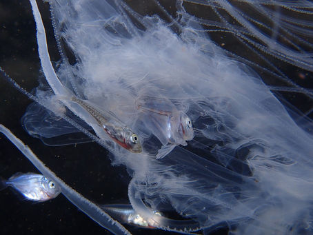 大瀬崎海洋速報 2023/2/15(水)