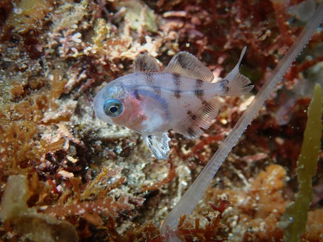 大瀬崎海洋速報 2023/2/23(木)