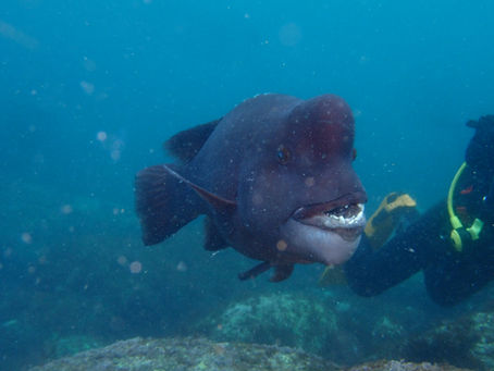 IOP海洋速報 2025/5/5(月)