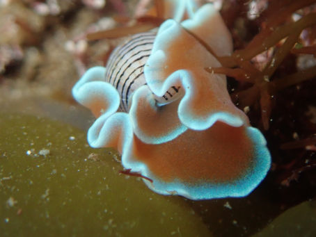 大瀬崎海洋速報 2023/2/26(日)