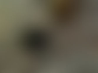 ちゃっちゃなアイドル!ヒレナガカサゴygが可愛い♪ 2026/3/28(土)大瀬崎