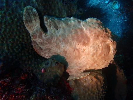 IOP海洋速報　2023/10/9（月）