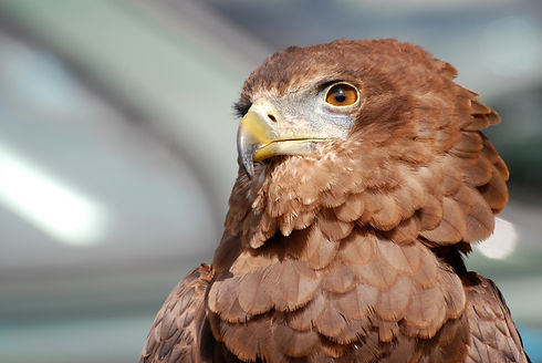 eagle-354255.jpg
