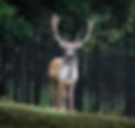 fallow-deer-984573_edited.jpg