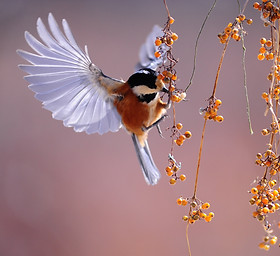 bird-1045954.jpg