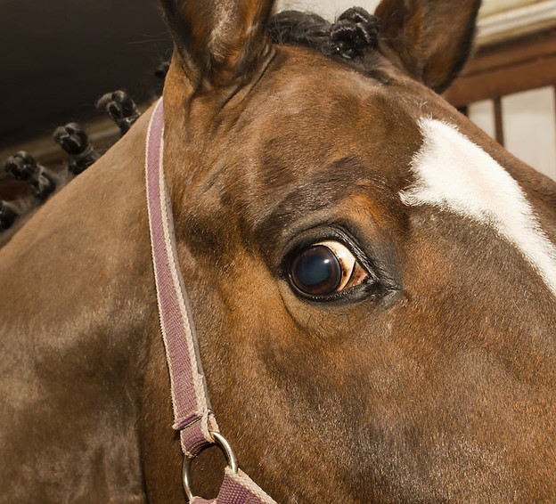 frightened-horse-eye-close-view.jpg
