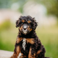 The fourth aussie doodle in our "Star Wars Litter"