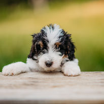 The tenth aussie doodle in our "Star Wars Litter"