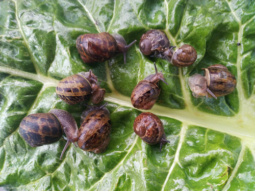 Live Feeder Snails For Snakes preview