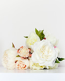 Peonies