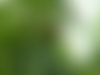 June 24, 2021-Summer garden with fruits