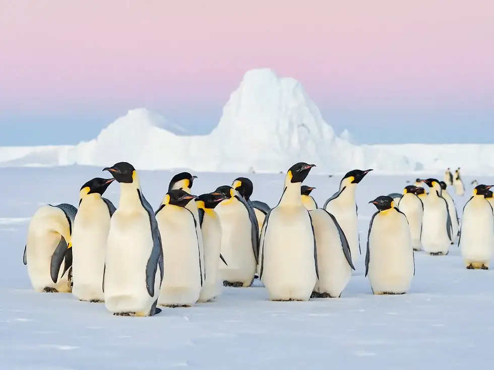 Emperor Penguins, Antarctic Fur Seals Near Extinction in IUCN Red List Update
