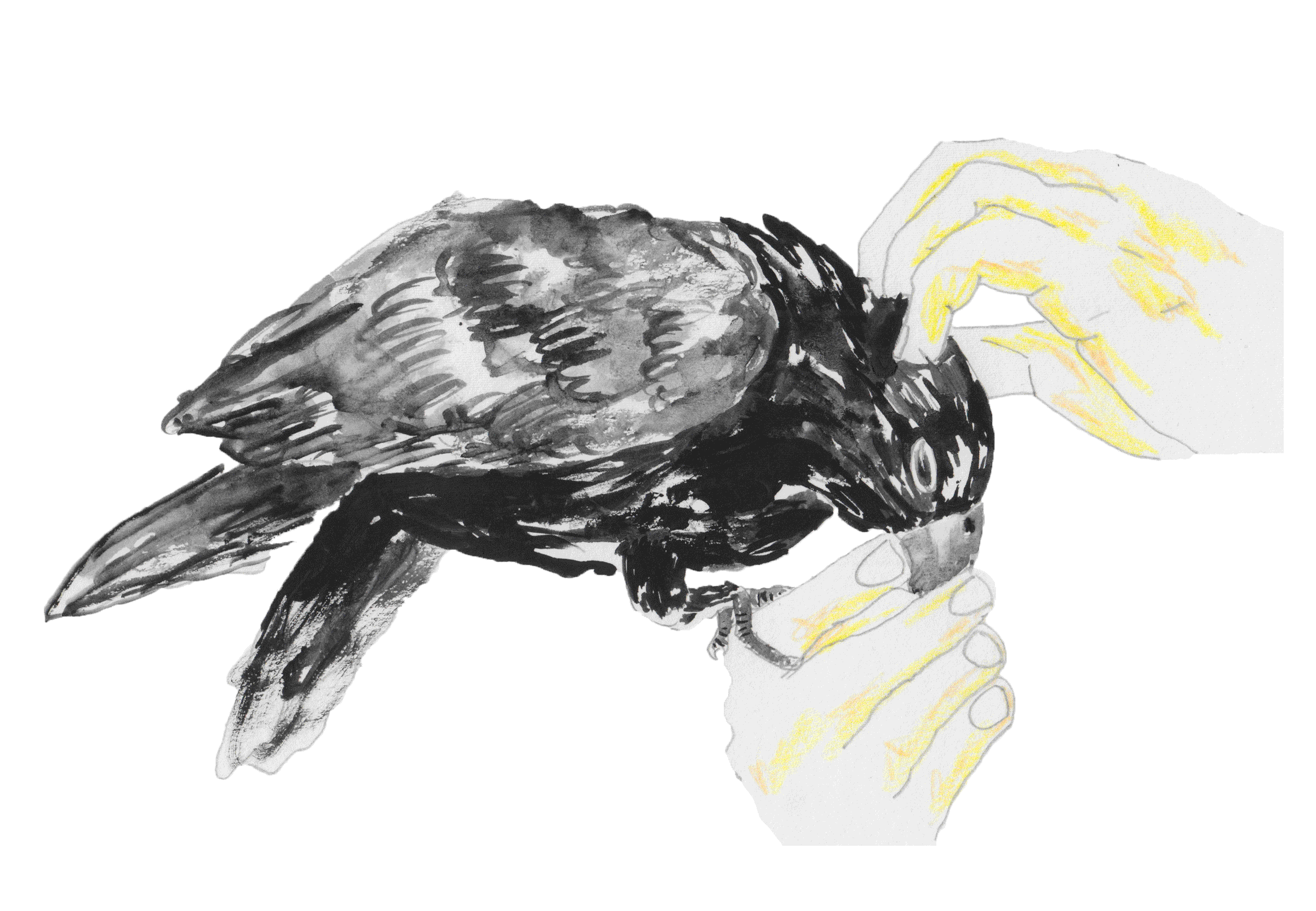 crow-petting-gif.gif