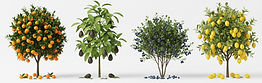 Sunmist Estate Plants