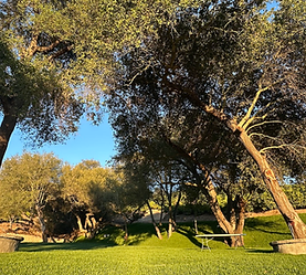 Panoramic view of Sunmist Estate showing the wedding venue grounds, farm buildings, and expansive citrus orchards and avocado