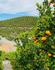 Sunmist Estate Orchard