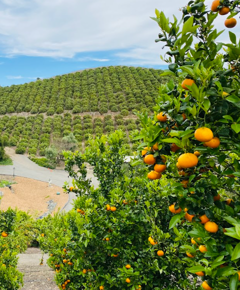U-Pick Citrus Farms Near Temecula: What to Know Before You Go