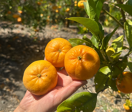 Sunmist Estate Orange