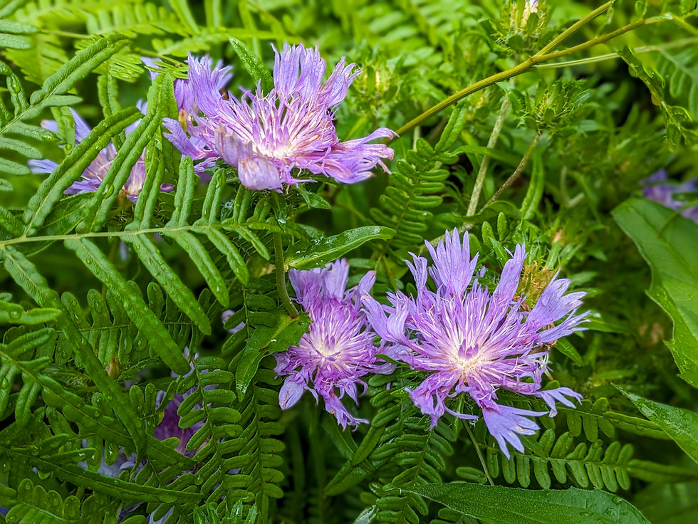 Stokes Aster, Stokesia laevis - June 2024