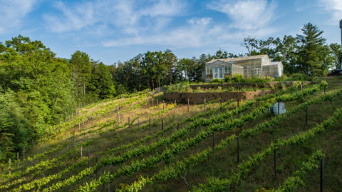 Uhuburg Vineyard by Eddie Trapp