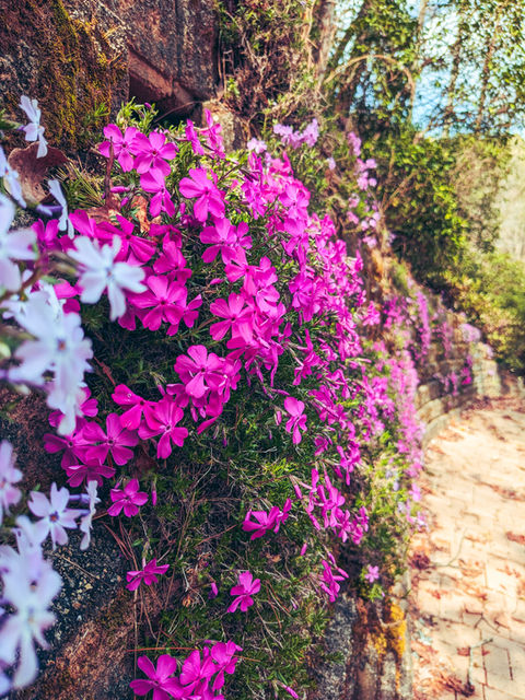 Phlox