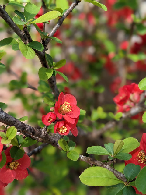 Flowering quince