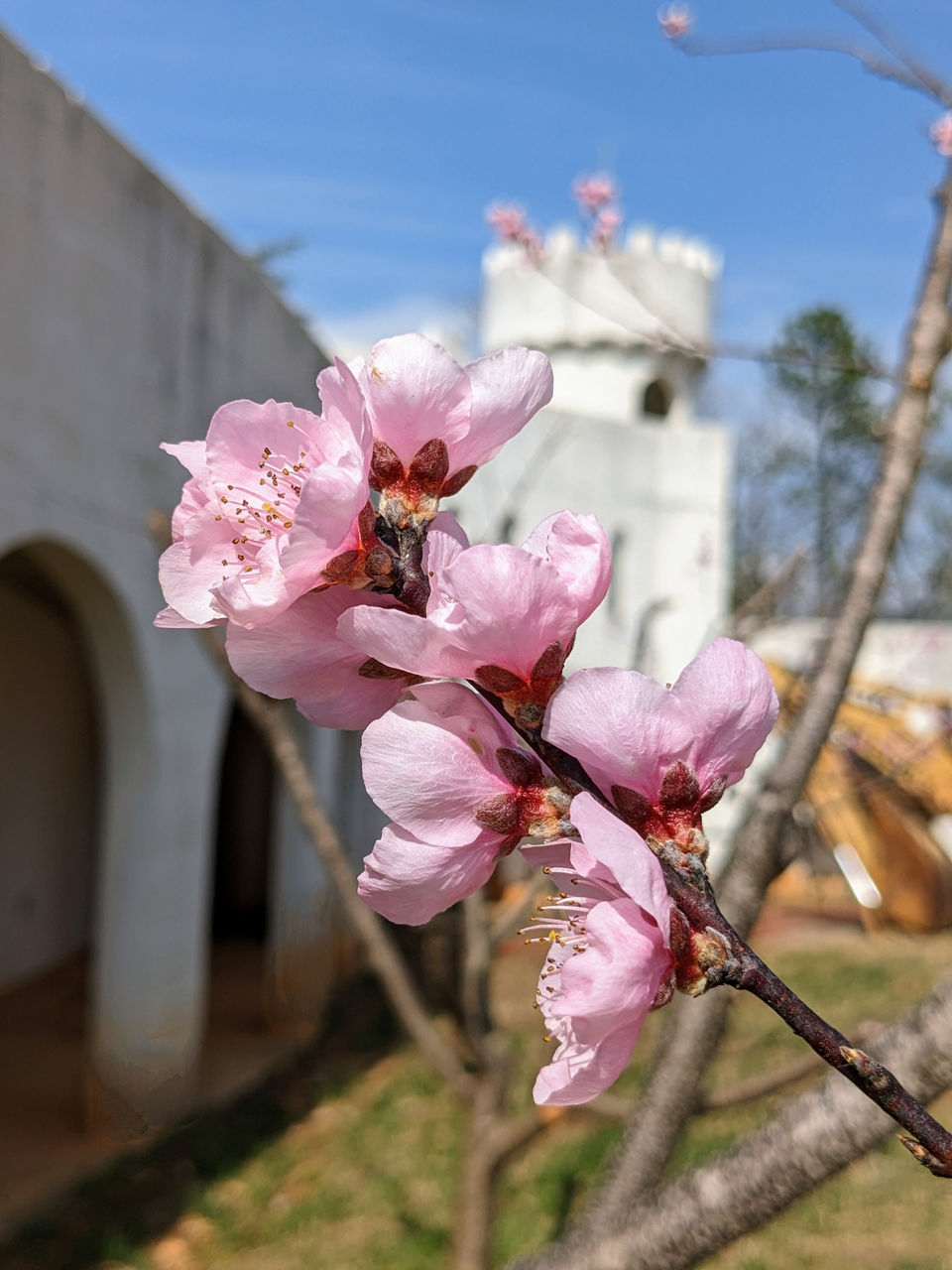 Peach Blossoms