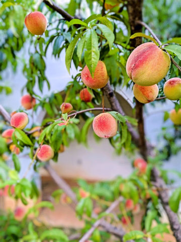 Peaches at Uhuburg, the Castle in Helen, GA