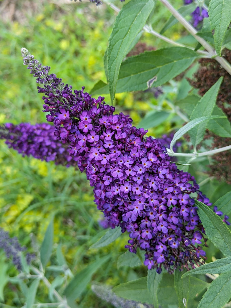 Butterfly Bush - June 2024