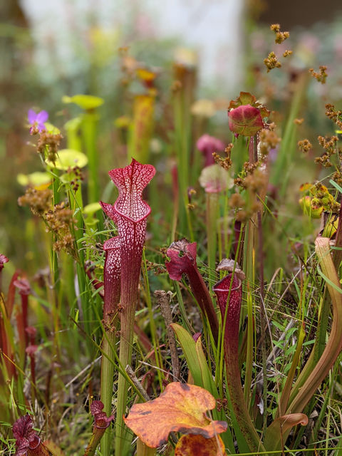 Pitcher plants 8_16_22 unedited