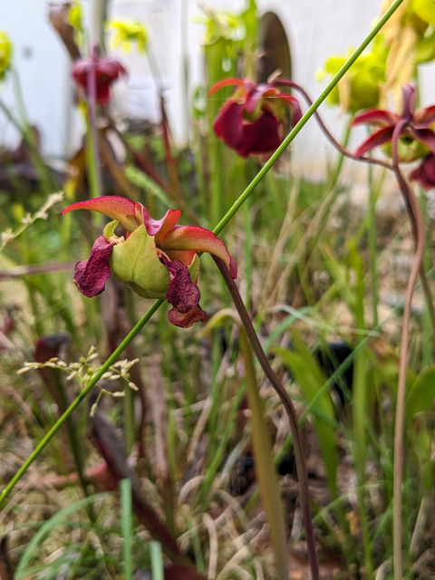 The flowers of pitcher plants are quite ornate