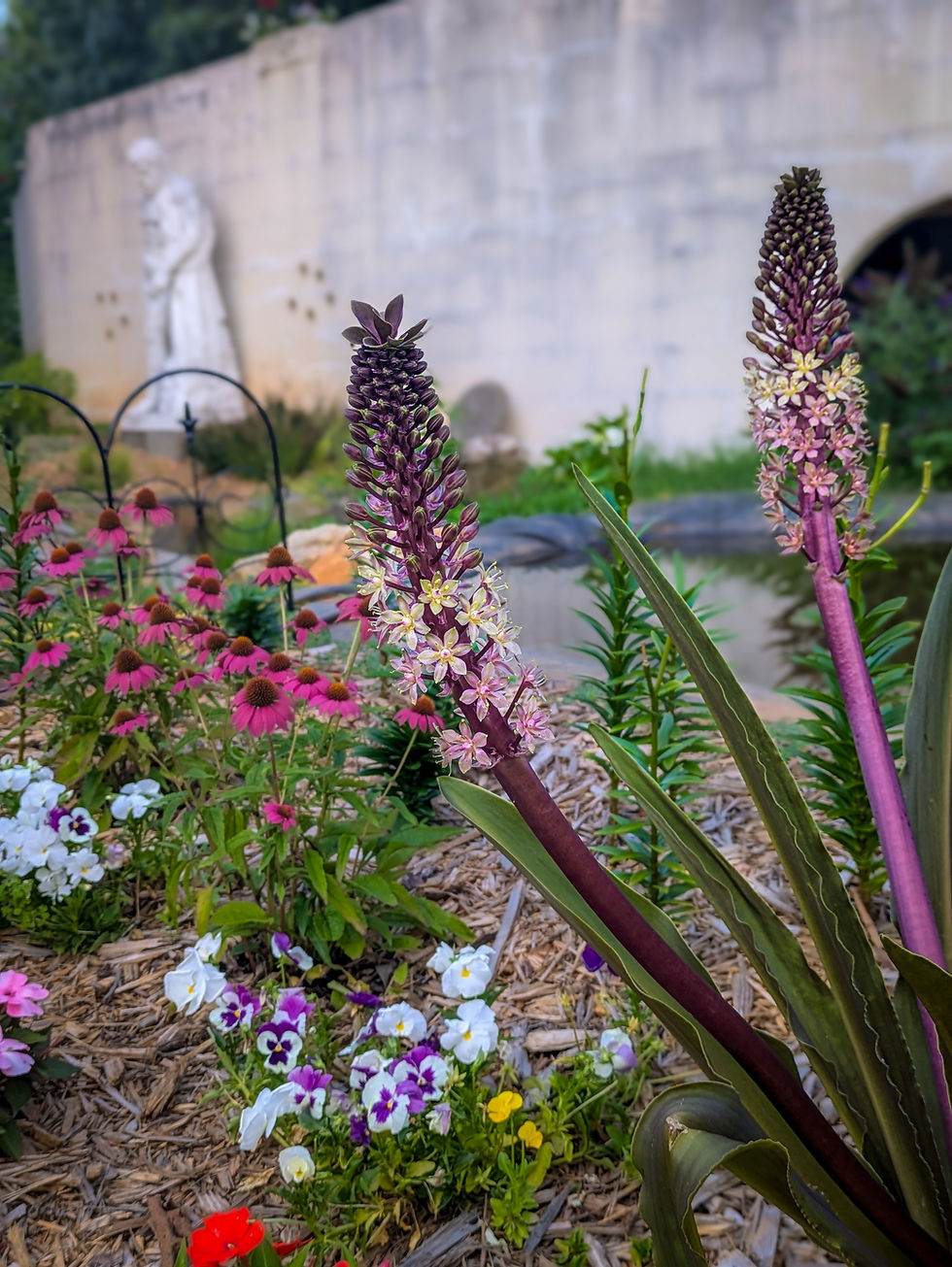 Pineapple Lilies - June 2024