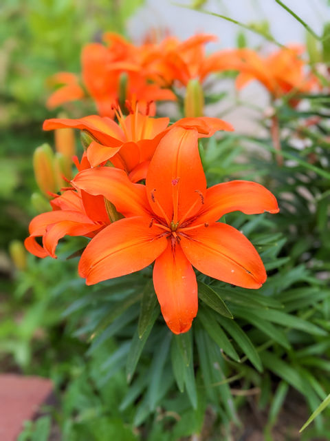 Lilies