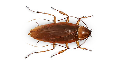 American Cockroach.jpg